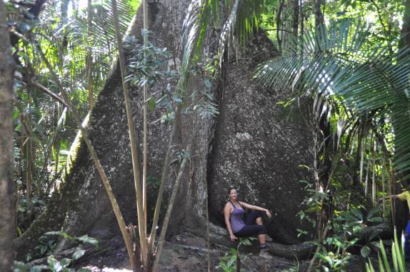 Gigantesco tronco de Samaúma, na FLONA, comunidade de São Domingo, região de Alter do Chão - PA